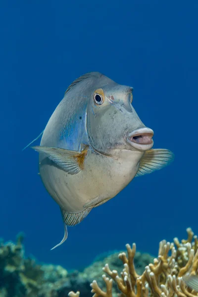 Bluespine unicórnio pairando acima do recife de coral em Elphinsto — Fotografia de Stock