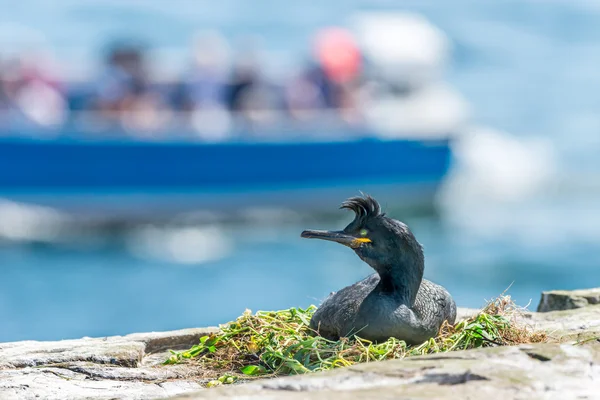 Nesting shag with boat in background — Stock Photo, Image
