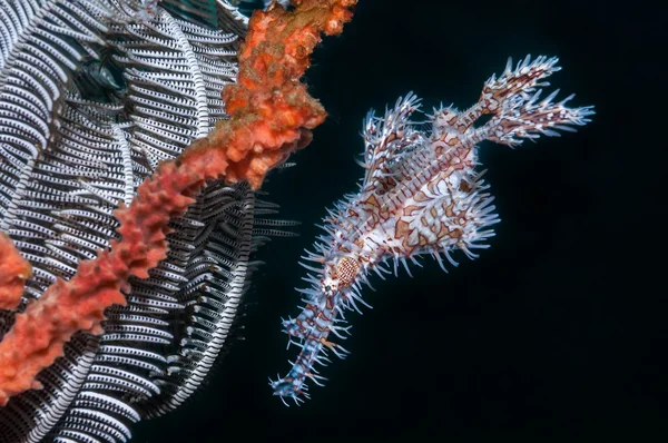 ために使用する featherstar の横にある華やかなゴースト pipefishes — ストック写真