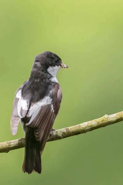 Rear view of a male pied flycatcher in the rain — Stock Photo, Image