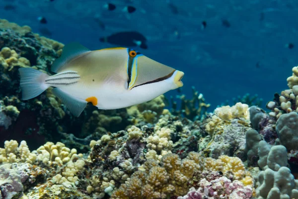 Риба Пікассо плаває над кораловим рифом — стокове фото