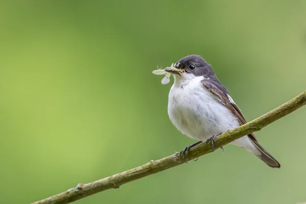 Un maschio pied flycatcher appollaiato con il suo pasto di una libellula — Foto Stock