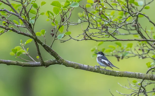 En manlig svartvit flugsnappare sittande i ett pilträd över floden — Stockfoto