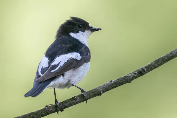 Um macho flycatcher pied poleiro . — Fotografia de Stock