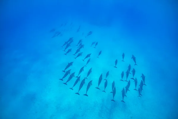 Pod of dolphins underwater — Stock Photo, Image