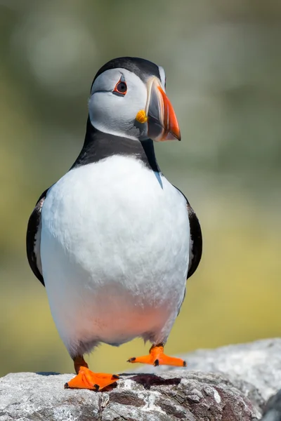 Papegaaiduiker op de Farne-eilanden — Stockfoto