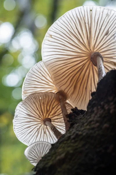 Фарфоровый грибок на буковом дереве в ущелье Пэдли — стоковое фото
