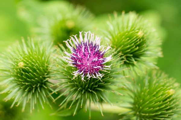 Fiore viola su sfondo verde — Foto Stock
