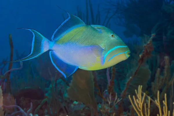 Kraliçe triggerfish sualtı Yüzme