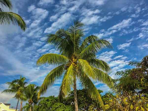 Cocos palmboom met regenboog in een gemarmerde hemel — Stockfoto
