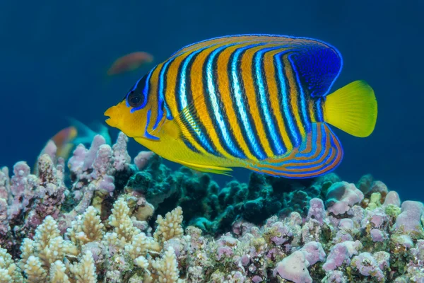Regal angelfish Red Sea'deki/daki mercan resif üzerinde Yüzme