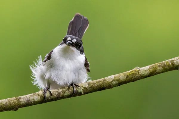 Um macho pied flycatcher fica babados penas em um vento forte — Fotografia de Stock