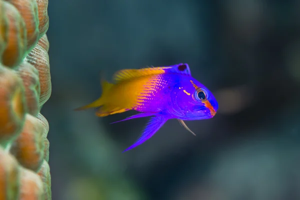 Royal Gramma yan, yanındaki yıldız mercan