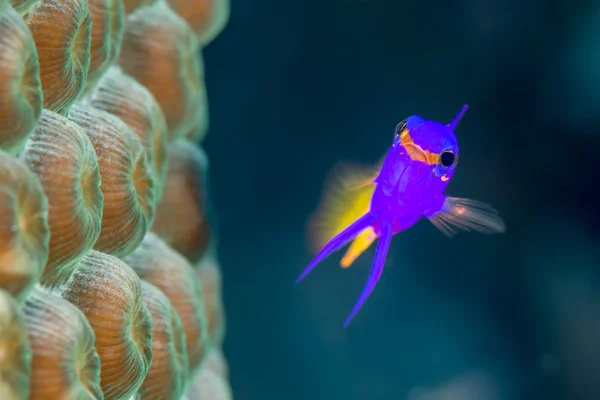 Королівський пасовищна голову, поруч із зіркою coral — стокове фото
