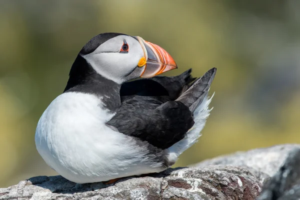 A sitting puffin against a green background. — Stock Photo, Image