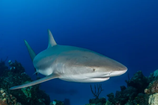 Karayip resif köpekbalığı yüzmek bir mercan kayalığı Bahamalar üzerinden