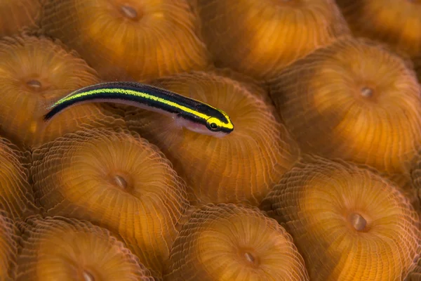 Sharknose goby on star coral — Stock Photo, Image