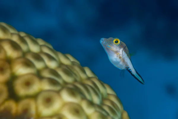 Spitznasenkugelfisch schwimmt über Sternkorallen — Stockfoto