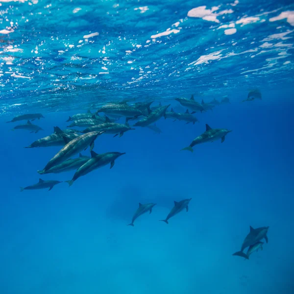 Delfingruppenschwimmen — Stockfoto