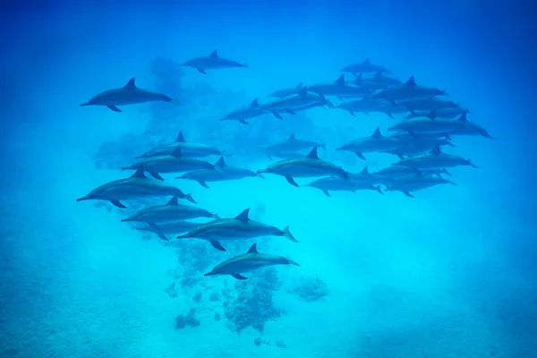 Spinner dolphin pod swimming over reef — Stock Photo, Image