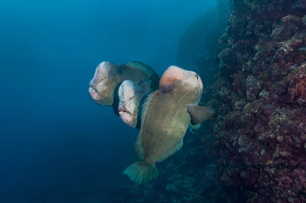 Três peixes-papagaio ao lado de um recife de coral — Fotografia de Stock