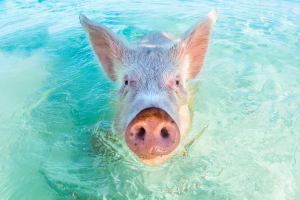 Un cerdo nadador en las Bahamas — Foto de Stock