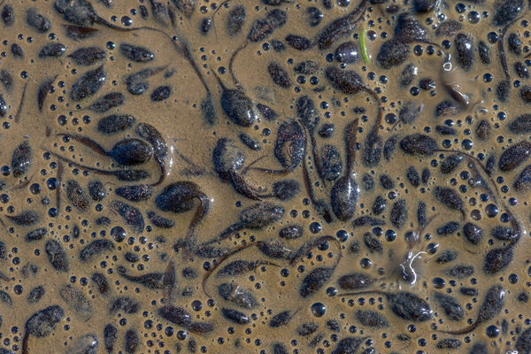 Common frog tadpoles in a muddy puddle in the Brecon Beacons
