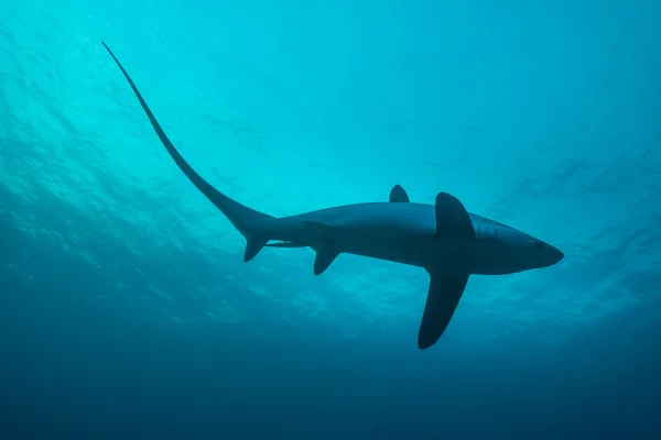 Tiburón trillador de perfil, mostrando cola extremadamente larga — Foto de Stock