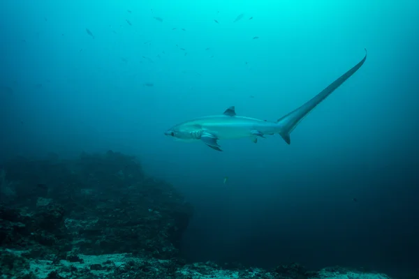 Thresher shark w profilu, Wyświetlono bardzo długi ogon — Zdjęcie stockowe