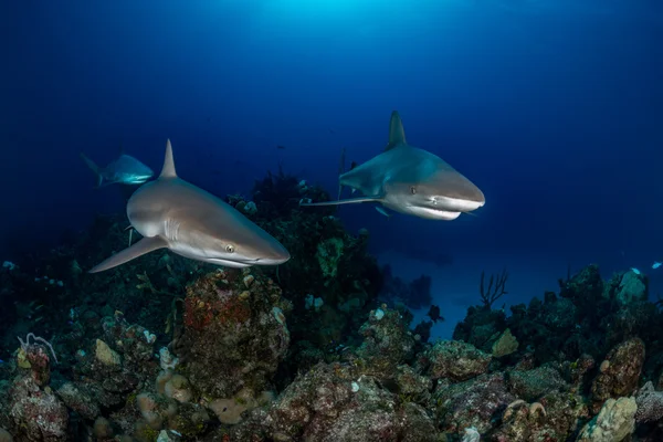 Tres tiburones arrecifes del Caribe nadan sobre un arrecife de coral en Bahama — Foto de Stock