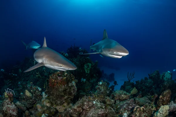 Drei karibische Riffhaie schwimmen im Bahama über ein Korallenriff — Stockfoto