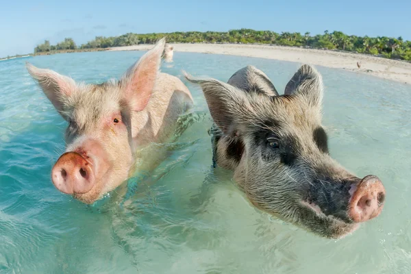 Twee varkens zwemmen in de Bahama 's — Stockfoto