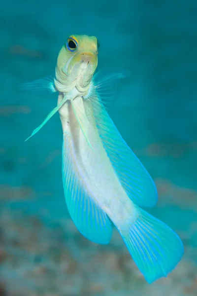 Yüzme Yellowhead jawfish