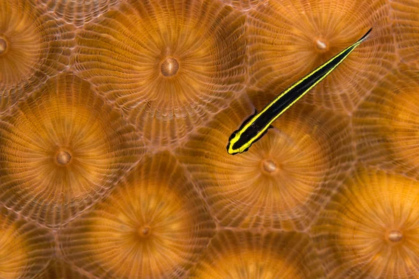 Sharknose goby on greater star coral Royalty Free Stock Photos