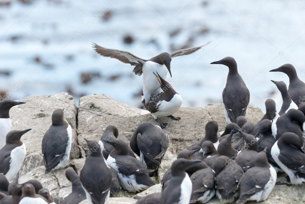 A pair of guillemots (Uria aalge) mating
