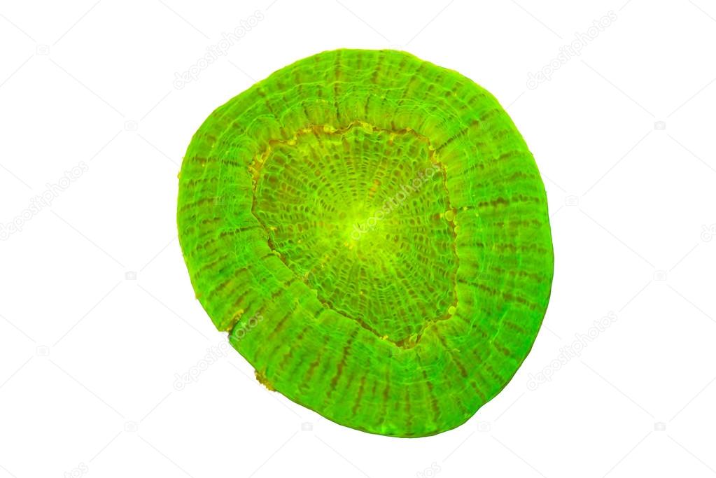 Fluorescing individual coral on white background