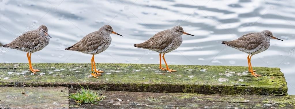 Four redshanks in a row