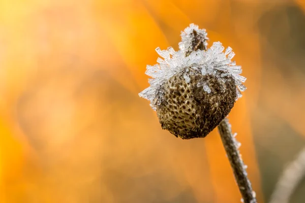 Ice covered seed head — Stock Photo, Image