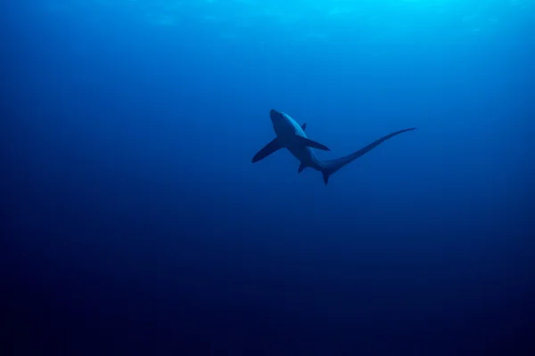 Tiburón trillador común — Foto de Stock
