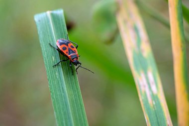 Pyrrhocoris apterus çimlerin üzerinde oturur. Makro fotoğrafçılık.