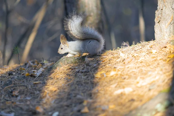 Eichhörnchen sitzt im Herbst auf einem Baum. — Stockfoto