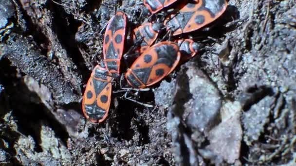 Небольшая группа pyrrhocoris apterus сидит на коре дерева. Макровидео. — стоковое видео