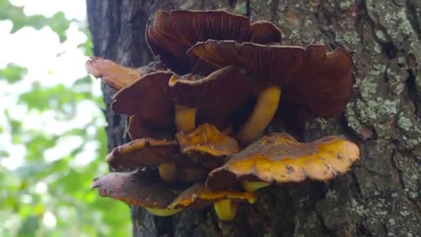 Un gruppo di funghi commestibili su un tronco d'albero nella foresta. — Video Stock