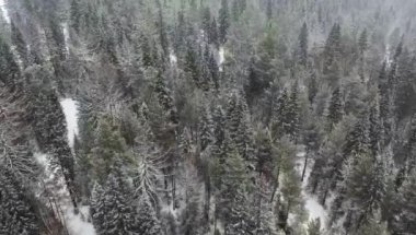 Karlı havada çam ve çam ağaçları üzerinde uçan drone..