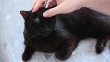 Yakın çekim - bir adam kediyi okşuyor.