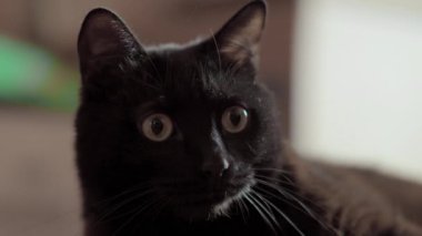 Kara kedi etrafına bakıyor. Yakın çekim görünümü