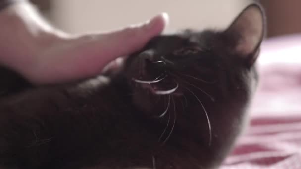 A mans hand is stroking a black cat. Focus on the cats face. — Stock Video