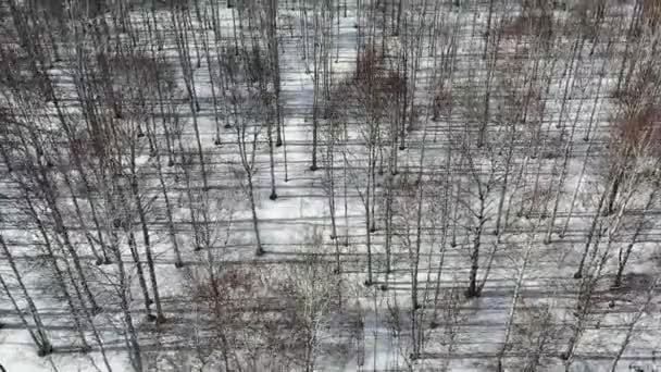 Drohnenflug über einem Birkenwald an einem sonnigen Tag - hohe Bäume werfen herbe Schatten auf den Schnee. — Stockvideo