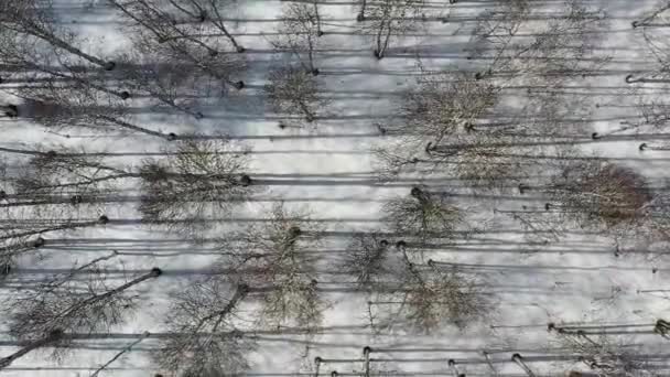 Aerial view of the winter birch forest. Harsh shadows from trees in the snow. — Stock videók