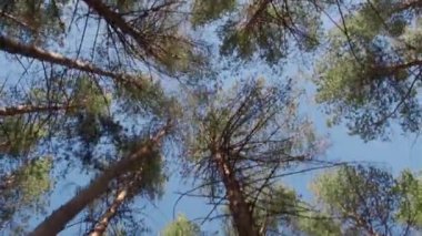 Çam ormanının içinden yürü. Ağaçların arasından gökyüzünün alt görüntüsü.